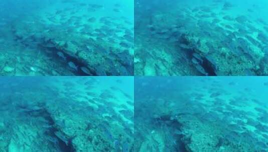 鱼群在海底游动高清在线视频素材下载