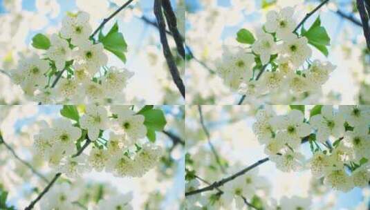 盛开的樱桃树高清在线视频素材下载
