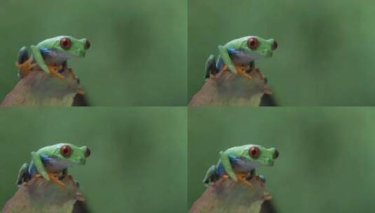 一只红眼树蛙从丛林中跳起高清在线视频素材下载