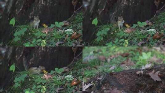 森林里的花栗鼠高清在线视频素材下载