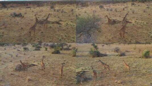 草原上长颈鹿行走的航拍镜头高清在线视频素材下载