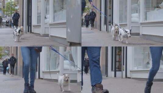 狗走在街上的滑动镜头高清在线视频素材下载