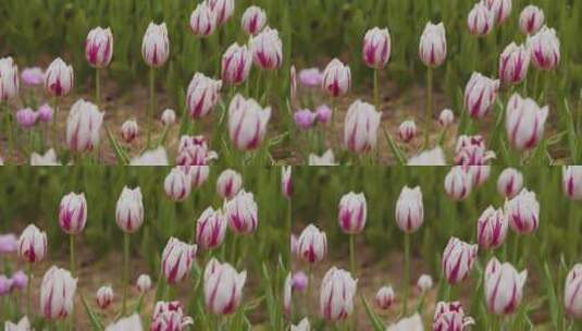 种植园里的郁金香高清在线视频素材下载