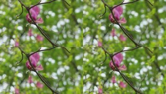 树上的粉色花朵高清在线视频素材下载