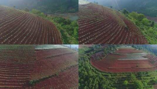 云南红土地红丘陵梯田劳作高清在线视频素材下载