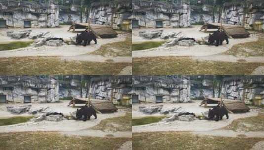 实拍 动物园 黑熊 动物 可爱 熊高清在线视频素材下载