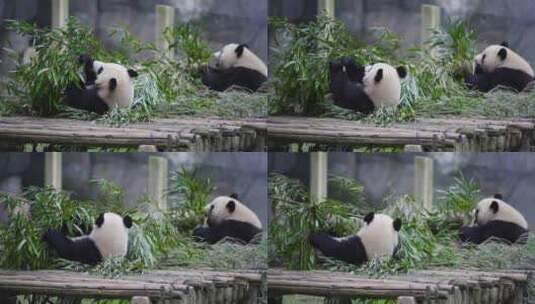 国宝大熊猫高清在线视频素材下载