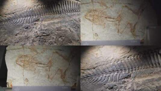 【镜头合集】考古恐龙化石爬虫化石高清在线视频素材下载