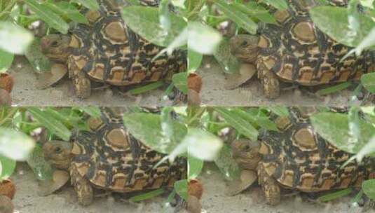 地里一只乌龟的特写镜头高清在线视频素材下载