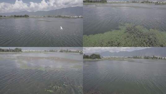 云南大理湿地鸟类17高清在线视频素材下载