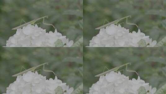 一只落在暴马丁香花上的螳螂LOG高清在线视频素材下载