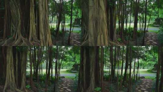 森林公园的榕树高清在线视频素材下载