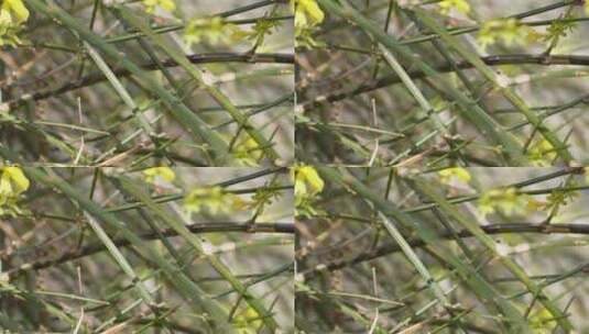 【镜头合集】北京植物园迎春花微距特写高清在线视频素材下载