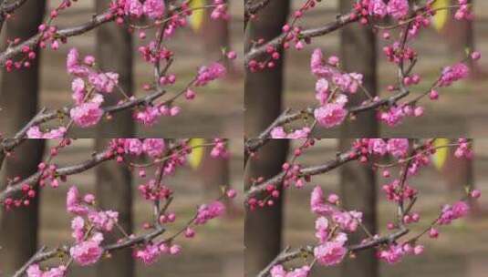 特写花骨朵花蕾花苞花瓣高清在线视频素材下载