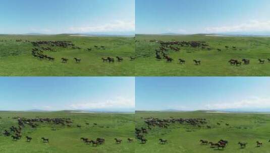 新疆昭苏军马场蓝天下一群骏马在草原上奔驰高清在线视频素材下载