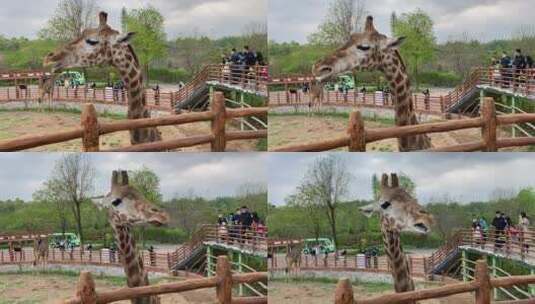 济南动物园吃草的长颈鹿高清在线视频素材下载