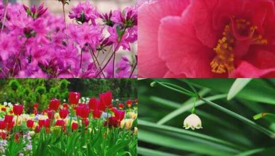 春色百花开红色花朵艳丽迷人美丽动人高清在线视频素材下载