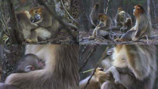 新出生的金丝猴幼崽高清在线视频素材下载