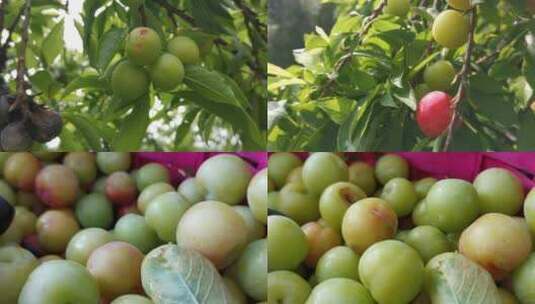 夏季水果摘李子合集高清在线视频素材下载