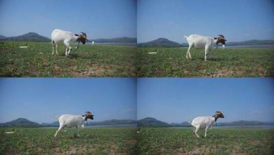 蓝天白云下的山羊在河边吃草的山羊高清在线视频素材下载