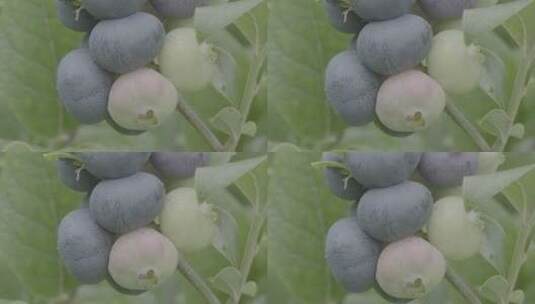 蓝莓种植LOG高清在线视频素材下载