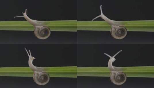 蜗牛在绿叶上爬行高清在线视频素材下载
