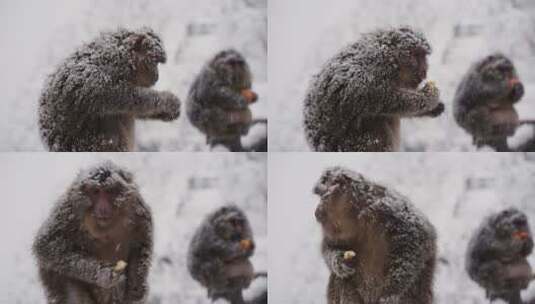 峨眉山冬天雪中的猴子吃东西特写高清在线视频素材下载