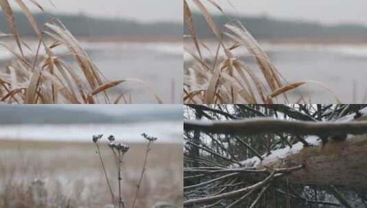 寒冷冬季森林湖边植物杂草积雪合集高清在线视频素材下载