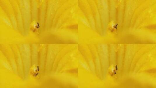 南瓜花蕊里采蜜的蚂蚁高清在线视频素材下载