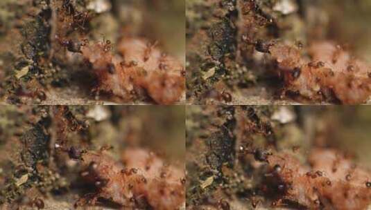 一群蚂蚁合作搬运食物微距特写镜头高清在线视频素材下载