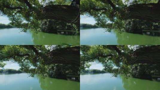 公园池塘边湖边风景 大树下 树荫下 湖水高清在线视频素材下载