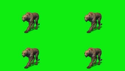 绿幕-动物-豹子行走放大版高清在线视频素材下载