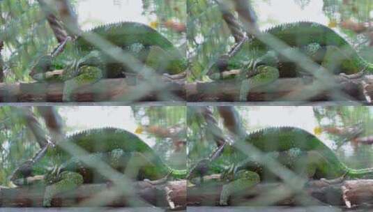 墨西哥变色蜥-变色龙高清在线视频素材下载