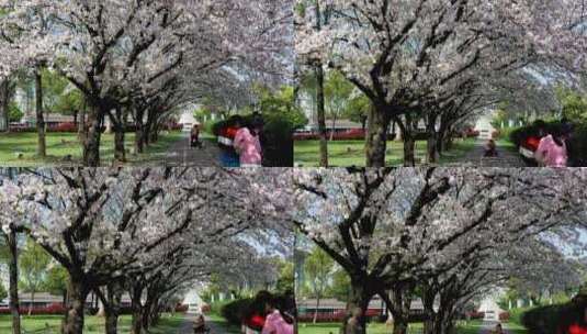樱花盛开季踏春赏春风光航拍高清在线视频素材下载
