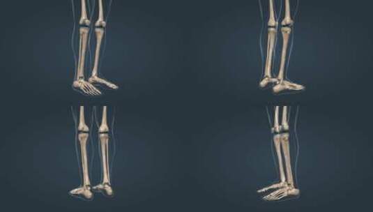 骨骼骨架下肢骨骨连接高清在线视频素材下载