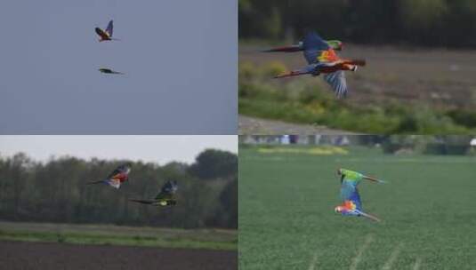 鹦鹉飞翔慢镜头升格高清在线视频素材下载
