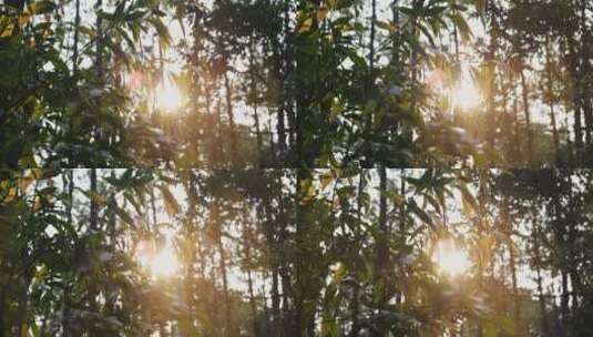 逆光森林叶子高清在线视频素材下载