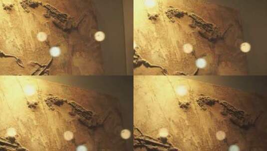 动物头骨牙齿化石远古生物高清在线视频素材下载