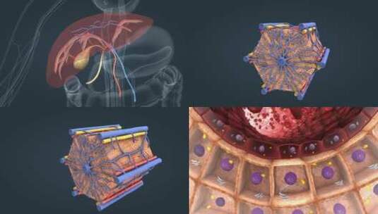 肝脏的结构与功能高清在线视频素材下载
