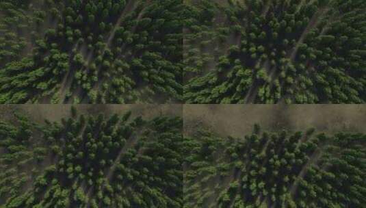 春天森林水面雾气升格镜头高清在线视频素材下载