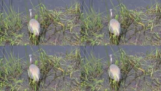 沼泽地的鸟类高清在线视频素材下载