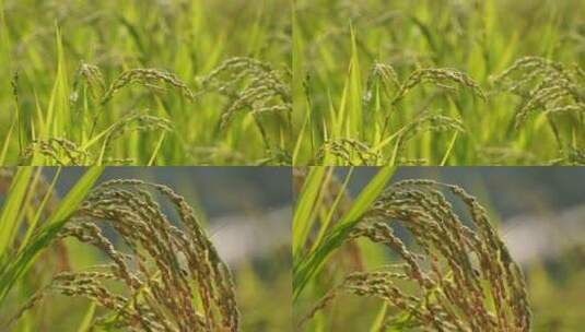 4K水稻实拍视频06高清在线视频素材下载