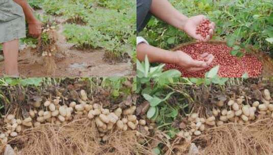 花生地素材高清在线视频素材下载