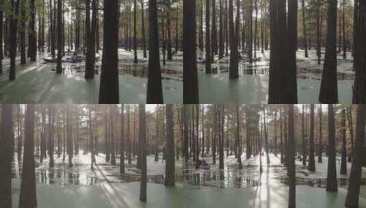 青山湖水上森林高清在线视频素材下载