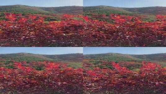 济南捎近村，秋天满山红叶成近郊游高清在线视频素材下载