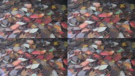 秋天小溪中五彩斑斓的落叶高清在线视频素材下载