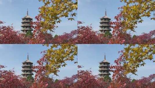 济南红叶谷景区，红叶满山迎来最佳观赏高清在线视频素材下载