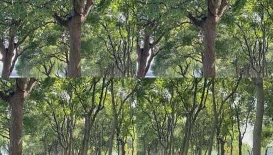 绿树林背景素材 4k高清在线视频素材下载
