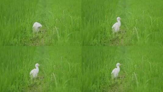 绿色稻田里清洁毛发的白鹭高清在线视频素材下载