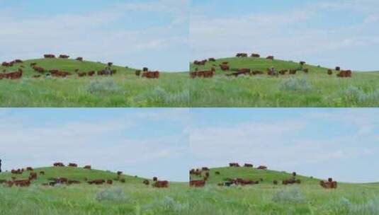 航拍草原上散养的牛群高清在线视频素材下载